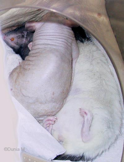 Rats: abcès Athos et sa soeur Scarole