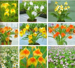 Masdevalliaanthura Masdevalliaanthura