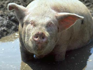 Traçabilité (de la carne) du porc Traçabilité (de la carne) du porc