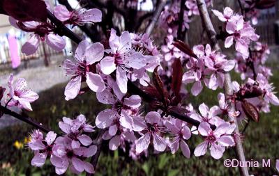 Printemps Jardin à La Chaux-de-Fonds