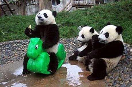 PANDAGATE : 10 images et vidéos amusantes sur les pandas pandas