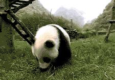 PANDAGATE : 10 images et vidéos amusantes sur les pandas tumblr_lfp57744j51qco6ra
