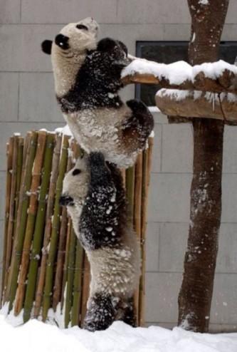 PANDAGATE : 10 images et vidéos amusantes sur les pandas panda-bear-funny-17
