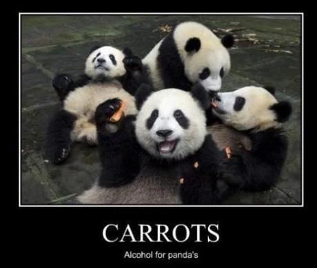 PANDAGATE : 10 images et vidéos amusantes sur les pandas panda-bear-funny-9