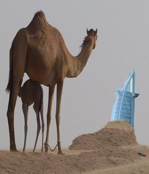 DUBAI-Dans-les-sables.jpg