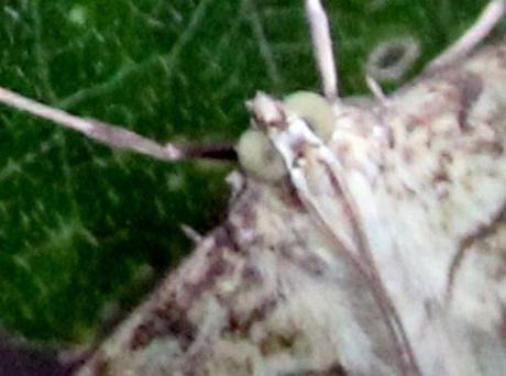 Evergestis pallidata 3 evergestis rec romi 12 sept 2013 004.jpg