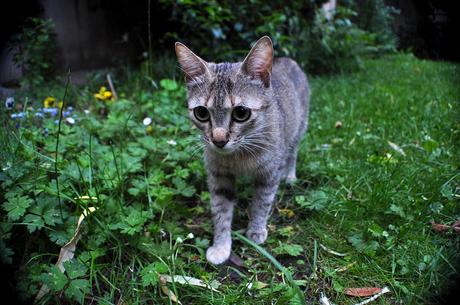 Petit Chat Petit Chat 2