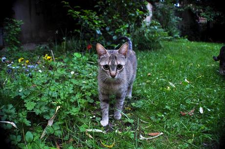 Petit Chat Petit Chat 1