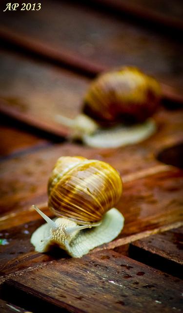 Action Course / Race