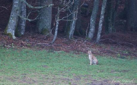 Première rencontre pleine d’émotion avec le lynx au petit matin dans une clairière des environs du Val-de-Travers…