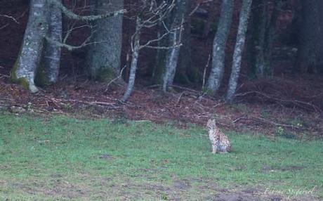 Lynx boréal dans une clairière au petit matin...