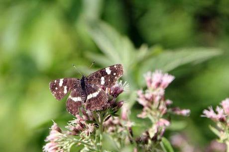 Le Tircis enfin à Romilly 7 carte romi 12 sept 2013 024.jpg