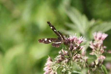 Le Tircis enfin à Romilly 8 romi 12 sept 2013 025.jpg