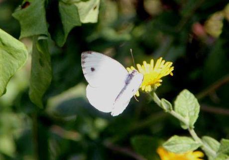 Le Tircis enfin à Romilly 11 pieride romi 12 sept 2013 029.jpg