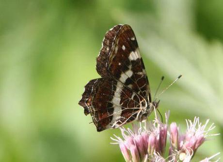 Le Tircis enfin à Romilly 9 carte romi 12 sept 2013 027.jpg