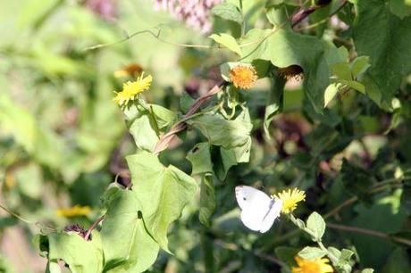 Le Tircis enfin à Romilly 10 romi 12 sept 2013 030.jpg