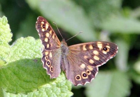 Le Tircis enfin à Romilly 2 tircis rec romi 12 sept 2013 022.jpg