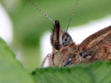 Le Tircis enfin à Romilly 4 tircis tête romi 15 sept 2013 009.jpg