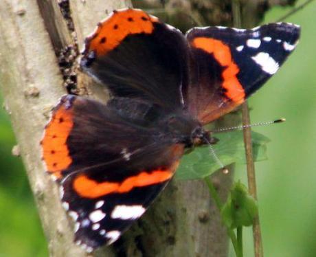 Le Tircis enfin à Romilly vulcain lenf romi 3 août 2013 004.jpg