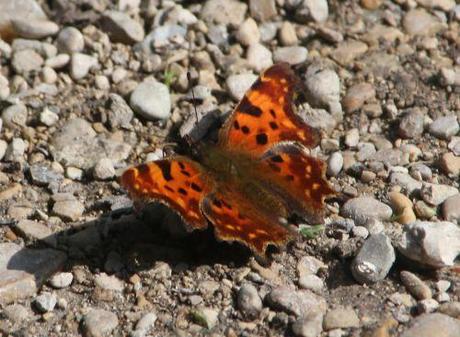 Le Tircis enfin à Romilly 5 robert romi 12 sept 2013 019 (2).jpg