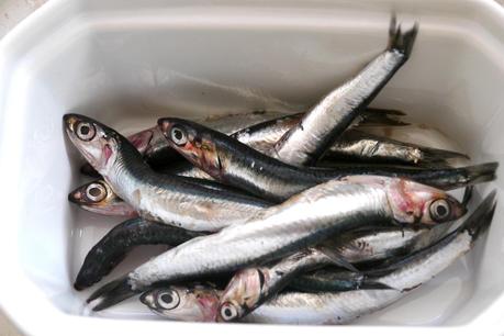 anchois frais Tarte ratatouille aux anchois frais