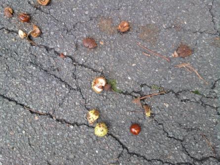 Il faut se faire une raison automne, marrons,