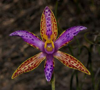 Orchidee Thelymitra pulcherrima Orchidee Thelymitra pulcherrima