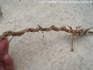 Tuteur-plante !!! Tuteur-plante !!!