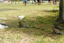 De Mexico à Cancún (6/6) : sur la route des Mayas, des temples et des cactus De Mexico à Cancún (6/6) : sur la route des Mayas, des temples et des cactus