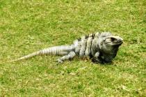 De Mexico à Cancún (6/6) : sur la route des Mayas, des temples et des cactus De Mexico à Cancún (6/6) : sur la route des Mayas, des temples et des cactus