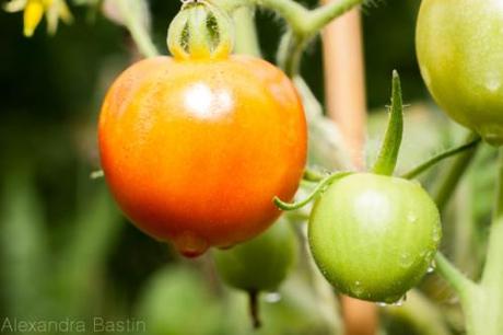 CHANTER POUR LA TERRE TOMATE-CERISE.jpg