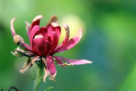 Calycanthus occidentalis calycanthus occidentalis 10 août 2013 189 (5).jpg
