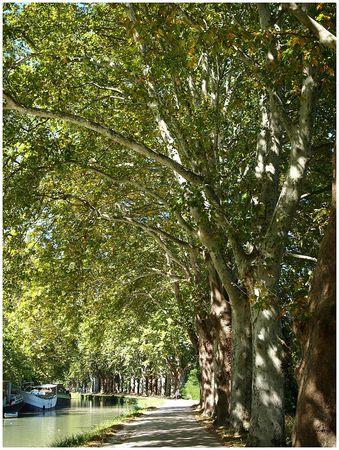 LE CANAL DU MIDI suite les platanes 2013