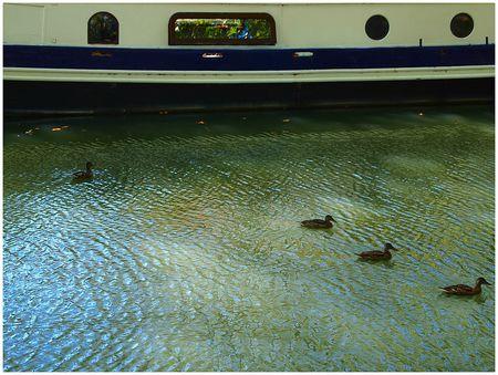LE CANAL DU MIDI suite famille canard 201