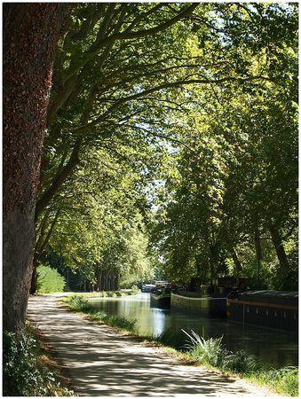 LE CANAL DU MIDI suite sous les platanes