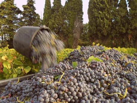 Vendanges 2013 ... VENDANGES-LANGUEDOC-BIS.JPG