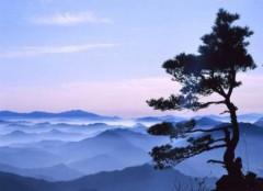 La prière du coeur Zen-Tree.JPG