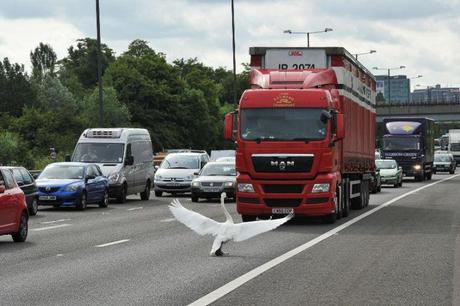 Nos amis les bètes, pas si bètes que ça! Si le camion ne respecte pas la limitation de vitesse, ce sera paf le cygne.