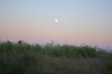 Eucalyptus - Libellule Eucalyptus - Libellule