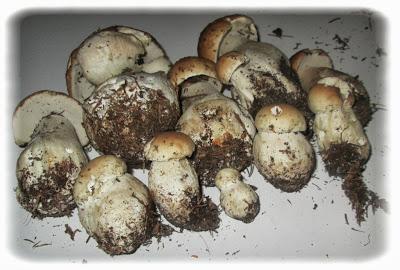 Recette du mercredi : Risotto champignon & chorizo