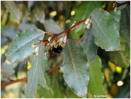 je suis descendue dans mon jardin , l'automne est là fleur abeille 09 2013