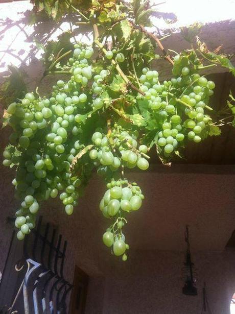 je suis descendue dans mon jardin , l'automne est là raisin du jardin 2013