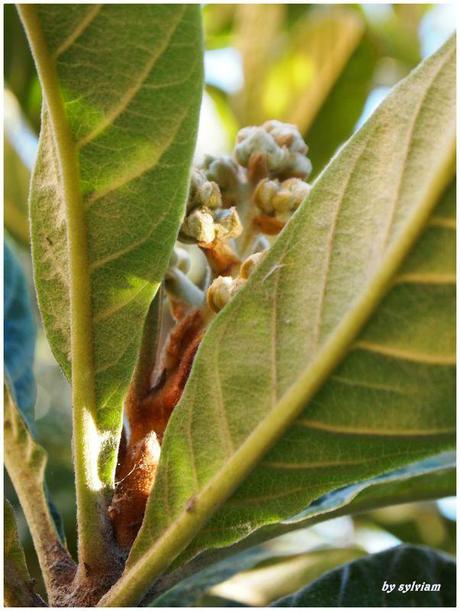 je suis descendue dans mon jardin , l'automne est là bourgeons nefliers 2013