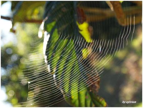 je suis descendue dans mon jardin , l'automne est là toile nefliers