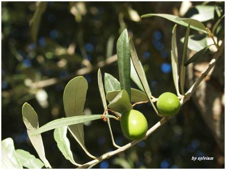 je suis descendue dans mon jardin , l'automne est là olive 2013