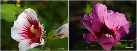 je suis descendue dans mon jardin , l'automne est là althea