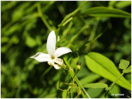 je suis descendue dans mon jardin , l'automne est là jasmin d éte 2013