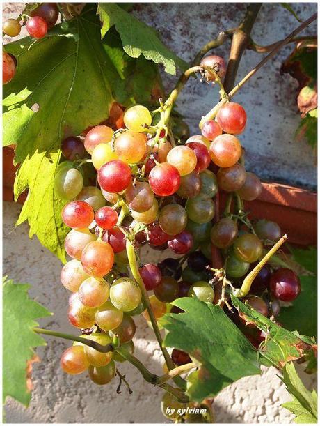 je suis descendue dans mon jardin , l'automne est là raisin d'automne