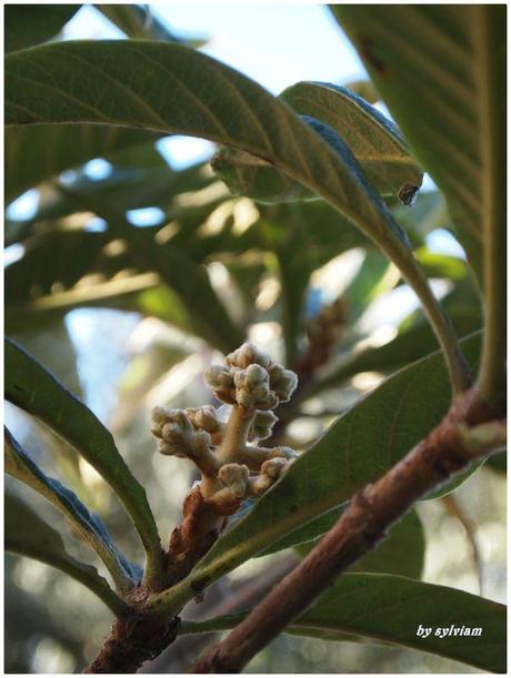 je suis descendue dans mon jardin , l'automne est là nefliers fleurs 2013