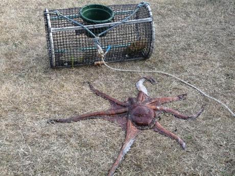 poulpe du soir, bonsoir poulpe du soir, bonsoir